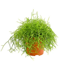 Binsenkaktus - Rhipsalis Cultivars, Verschiedene Sorten 9 Binsenkaktus - Rhipsalis Cultivars, Verschiedene Sorten -Haus Pflanzen Welt 8297434 PR FS 001 RhipsalisCassuthaDehnerExpressHerzig