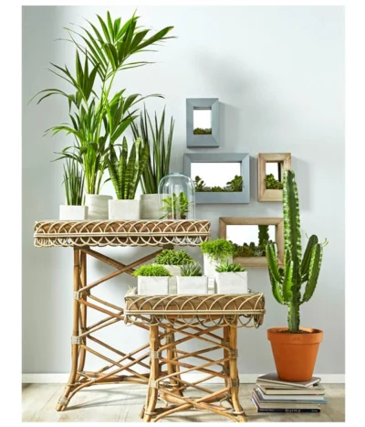 Bogenhanf - Sansevieria Cylindrica 'Mikado' -Haus Pflanzen Welt 8297434 PR MO 002 KakteenSukkulentenBild1BL14 8268799 8241077 8267692 8679631 8673881 8239691 8739039