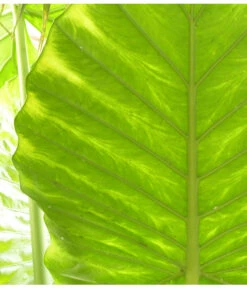 Pfeilblatt - Alocasia Portodora -Haus Pflanzen Welt 8297442 PR DE 001 AlocasiaPortodoraElefantenblattPixabay