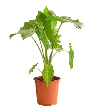 Pfeilblatt - Alocasia Portodora