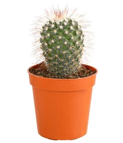 Kaktus - Cactaceae, Verschiedene Sorten -Haus Pflanzen Welt 8297574 PR FS 003 KakteenMixMiniTorroT6DehnerExpressHerzig