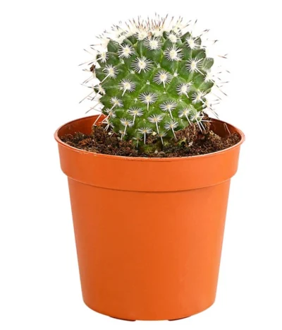 Kaktus - Cactaceae, Verschiedene Sorten -Haus Pflanzen Welt 8297574 PR FS 004 KakteenMixMiniTorroT6DehnerExpressHerzig