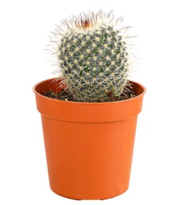 Kaktus - Cactaceae, Verschiedene Sorten -Haus Pflanzen Welt 8297574 PR FS 006 KakteenMixMiniTorroT6DehnerExpressHerzig