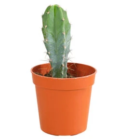 Kaktus - Cactaceae, Verschiedene Sorten -Haus Pflanzen Welt 8297574 PR FS 007 KakteenMixMiniTorroT6DehnerExpressHerzig