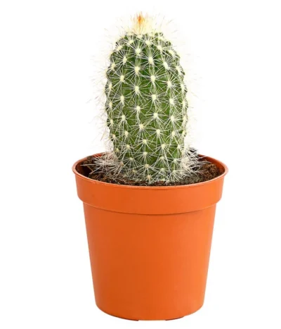 Kaktus - Cactaceae, Verschiedene Sorten -Haus Pflanzen Welt 8297574 PR FS 008 KakteenMixMiniTorroT6DehnerExpressHerzig