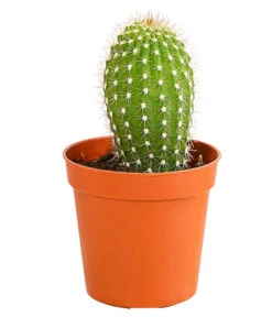 Kaktus - Cactaceae, Verschiedene Sorten -Haus Pflanzen Welt 8297574 PR FS 009 KakteenMixMiniTorroT6DehnerExpressHerzig