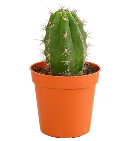 Kaktus - Cactaceae, Verschiedene Sorten -Haus Pflanzen Welt 8297574 PR FS 010 KakteenMixMiniTorroT6DehnerExpressHerzig