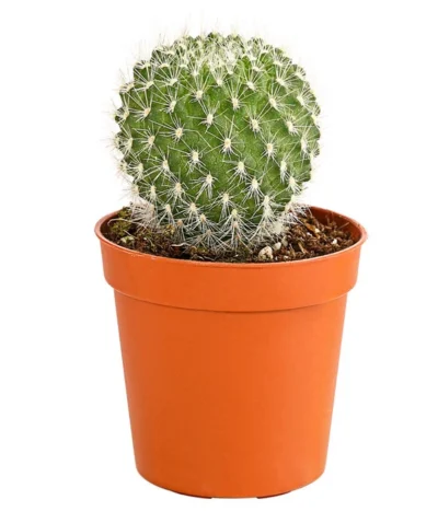 Kaktus - Cactaceae, Verschiedene Sorten -Haus Pflanzen Welt 8297574 PR FS 011 KakteenMixMiniTorroT6DehnerExpressHerzig