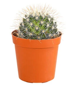 Kaktus - Cactaceae, Verschiedene Sorten -Haus Pflanzen Welt 8297574 PR FS 012 KakteenMixMiniTorroT6DehnerExpressHerzig