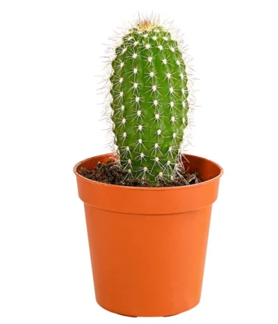 Kaktus - Cactaceae, Verschiedene Sorten -Haus Pflanzen Welt 8297574 PR FS 013 KakteenMixMiniTorroT6DehnerExpressHerzig