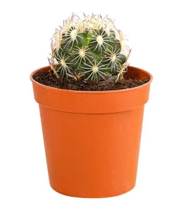 Kaktus - Cactaceae, Verschiedene Sorten -Haus Pflanzen Welt 8297574 PR FS 014 KakteenMixMiniTorroT6DehnerExpressHerzig