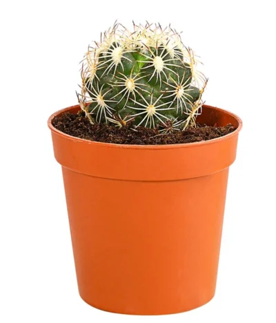 Kaktus - Cactaceae, Verschiedene Sorten -Haus Pflanzen Welt 8297574 PR FS 014 KakteenMixMiniTorroT6DehnerExpressHerzig