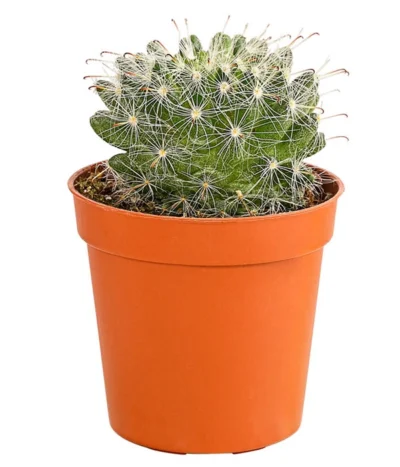 Kaktus - Cactaceae, Verschiedene Sorten -Haus Pflanzen Welt 8297574 PR FS 015 KakteenMixMiniTorroT6DehnerExpressHerzig