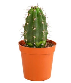 Kaktus - Cactaceae, Verschiedene Sorten -Haus Pflanzen Welt 8297574 PR FS 016 KakteenMixMiniTorroT6DehnerExpressHerzig