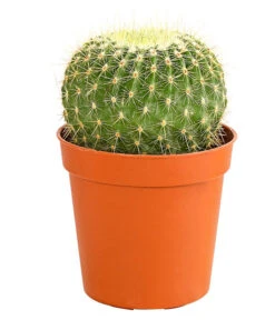 Kaktus - Cactaceae, Verschiedene Sorten -Haus Pflanzen Welt 8297574 PR FS 017 KakteenMixMiniTorroT6DehnerExpressHerzig