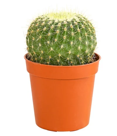 Kaktus - Cactaceae, Verschiedene Sorten -Haus Pflanzen Welt 8297574 PR FS 017 KakteenMixMiniTorroT6DehnerExpressHerzig