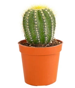 Kaktus - Cactaceae, Verschiedene Sorten -Haus Pflanzen Welt 8297574 PR FS 018 KakteenMixMiniTorroT6DehnerExpressHerzig