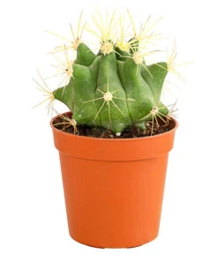 Kaktus - Cactaceae, Verschiedene Sorten -Haus Pflanzen Welt 8297574 PR FS 020 KakteenMixMiniTorroT6DehnerExpressHerzig