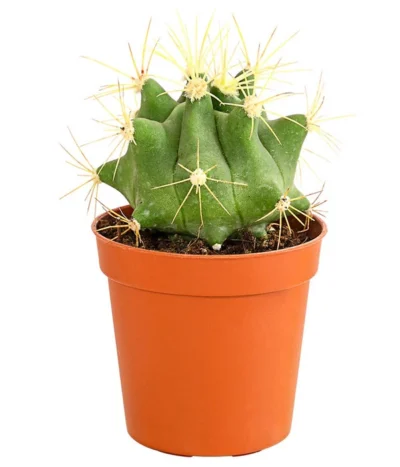 Kaktus - Cactaceae, Verschiedene Sorten -Haus Pflanzen Welt 8297574 PR FS 020 KakteenMixMiniTorroT6DehnerExpressHerzig