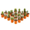 Kaktus - Cactaceae, Verschiedene Sorten -Haus Pflanzen Welt 8297574 PR FS 021 KakteenMixMiniTorroT6DehnerExpressHerzig