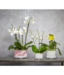 Schmetterlingsorchidee - Phalaenopsis Cultivars 'Wildflower' -Haus Pflanzen Welt 8297772 8207482 PR MO 001 ORCHITROP