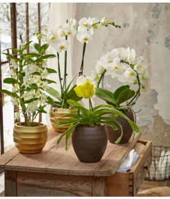 Traubenorchidee 9 Traubenorchidee -Haus Pflanzen Welt 8297772 8250813 8280935 8258238 PR MO 005 OrchideenGC23