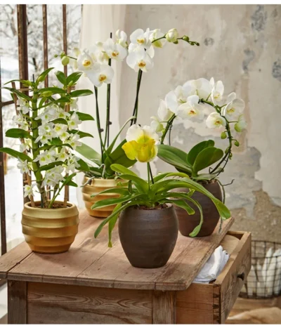 Traubenorchidee -Haus Pflanzen Welt 8297772 8250813 8280935 8258238 PR MO 005 OrchideenGC23