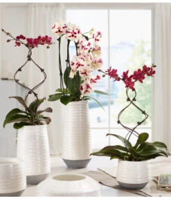 Schmetterlingsorchidee - Phalaenopsis Cultivars 'Big Lip', Kaskade -Haus Pflanzen Welt 8297830 WE MO 001 OrchideenKeramikCeciliaDehnerbild