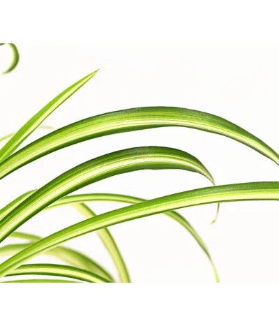 Grünlilie - Chlorophytum Comosum 'Atlantic' -Haus Pflanzen Welt 8298283 WE DE 002 ChlorophytumAtlanticT12