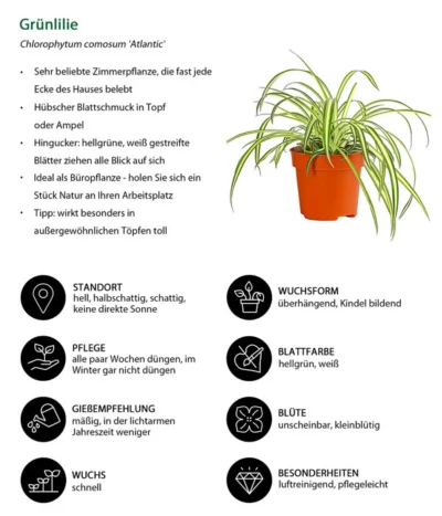 Grünlilie - Chlorophytum Comosum 'Atlantic' -Haus Pflanzen Welt 8298283 WE IG 001 Gruenlilie