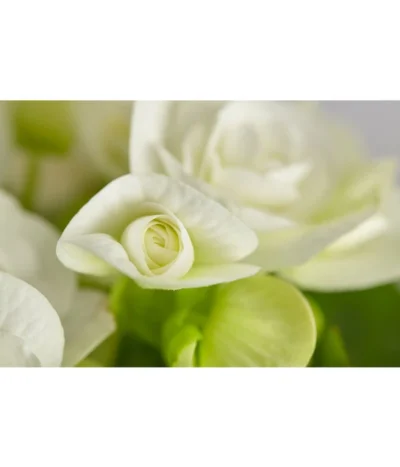 Elatior-Begonie - Begonia Elatior 8 Elatior-Begonie - Begonia Elatior -Haus Pflanzen Welt 8299638 PR DE 001 BegoniaRexT12DehnerExpressZS