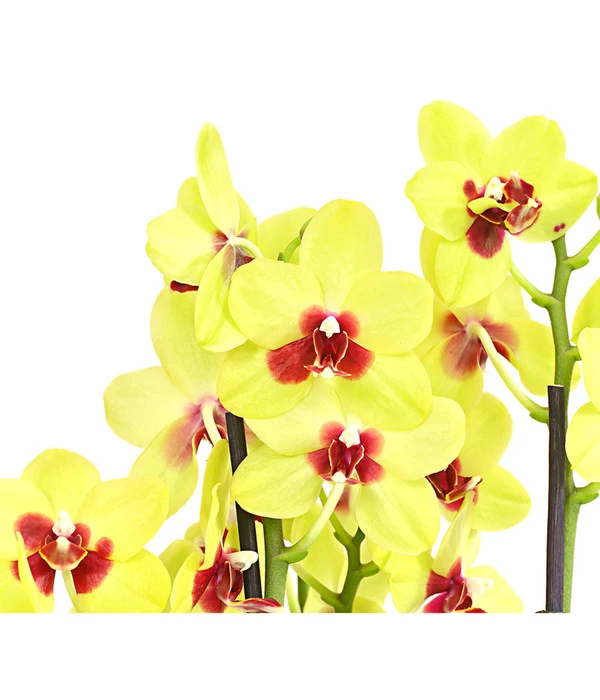 Schmetterlingsorchidee - Phalaenopsis Cultivars, Verschiedene Sorten 11 Schmetterlingsorchidee - Phalaenopsis Cultivars, Verschiedene Sorten – Bild 9