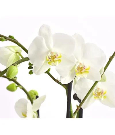 Schmetterlingsorchidee - Phalaenopsis Cultivars, Verschiedene Sorten -Haus Pflanzen Welt 8299695 PR DE 001 SchmetterlingsorchideePhalaenopsis4TrieberT15DehnerExpressHerzig