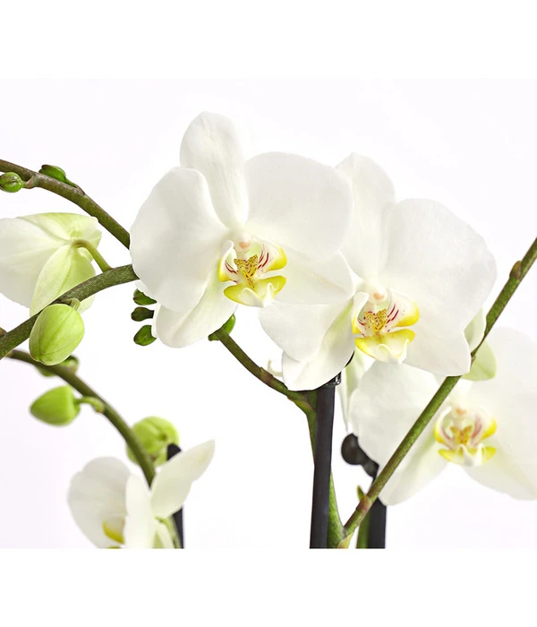 Schmetterlingsorchidee - Phalaenopsis Cultivars, Verschiedene Sorten 10 Schmetterlingsorchidee - Phalaenopsis Cultivars, Verschiedene Sorten – Bild 8