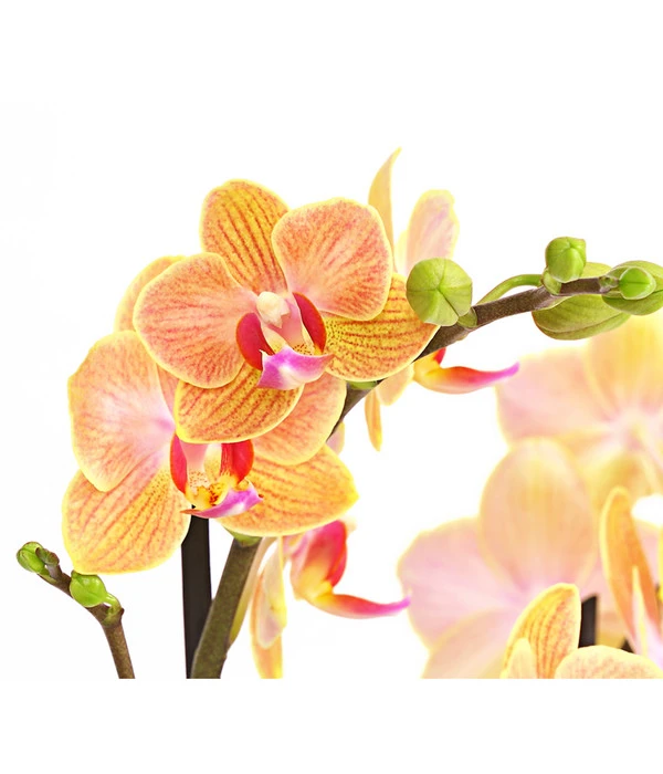 Schmetterlingsorchidee - Phalaenopsis Cultivars, Verschiedene Sorten 12 Schmetterlingsorchidee - Phalaenopsis Cultivars, Verschiedene Sorten – Bild 10