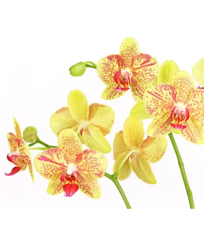 Schmetterlingsorchidee - Phalaenopsis Cultivars, Verschiedene Sorten -Haus Pflanzen Welt 8299695 PR DE 002 SchmetterlingsorchideePhalaenopsis4TrieberT15DehnerExpressHerzig