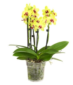 Schmetterlingsorchidee - Phalaenopsis Cultivars, Verschiedene Sorten 20 Schmetterlingsorchidee - Phalaenopsis Cultivars, Verschiedene Sorten -Haus Pflanzen Welt 8299695 PR FS 001 SchmetterlingsorchideePhalaenopsis4TrieberSFT13DehnerExpressHerzig