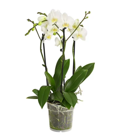 Schmetterlingsorchidee - Phalaenopsis Cultivars, Verschiedene Sorten -Haus Pflanzen Welt 8299695 PR FS 001 SchmetterlingsorchideePhalaenopsis4TrieberT15DehnerExpressHerzig