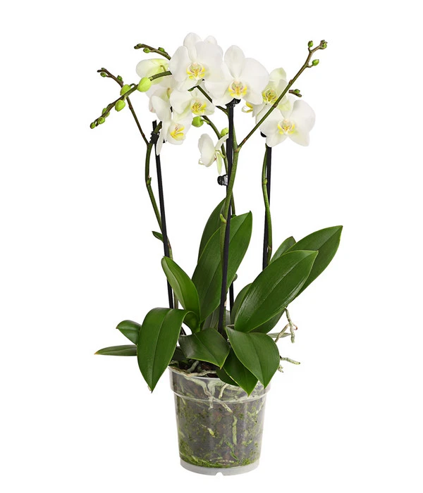 Schmetterlingsorchidee - Phalaenopsis Cultivars, Verschiedene Sorten 5 Schmetterlingsorchidee - Phalaenopsis Cultivars, Verschiedene Sorten – Bild 3