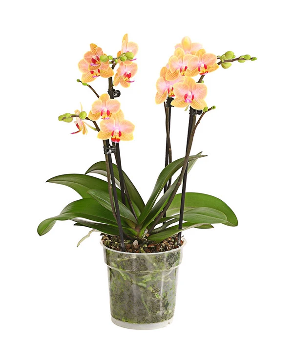 Schmetterlingsorchidee - Phalaenopsis Cultivars, Verschiedene Sorten 4 Schmetterlingsorchidee - Phalaenopsis Cultivars, Verschiedene Sorten – Bild 2