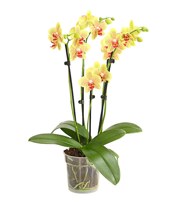 Schmetterlingsorchidee - Phalaenopsis Cultivars, Verschiedene Sorten 3 Schmetterlingsorchidee - Phalaenopsis Cultivars, Verschiedene Sorten