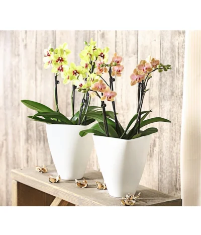 Schmetterlingsorchidee - Phalaenopsis Cultivars, Verschiedene Sorten -Haus Pflanzen Welt 8299695 PR MO 001 SchmetterlingsorchideePhalaenopsis4TrieberSFT13DehnerExpressHerzig