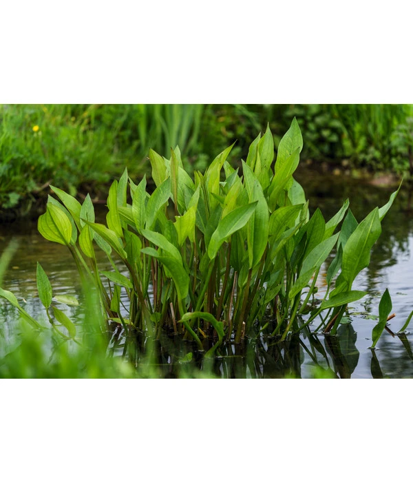 Gemeiner Froschlöffel 3 Gemeiner Froschlöffel