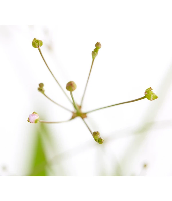 Gemeiner Froschlöffel 6 Gemeiner Froschlöffel – Bild 4