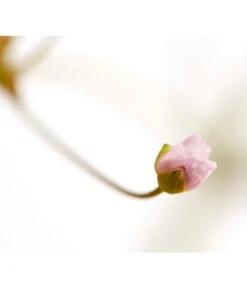 Gemeiner Froschlöffel 12 Gemeiner Froschlöffel -Haus Pflanzen Welt 8310245 WE DE 002 AlismaPlantagoAquaticaDehnerExpressZS