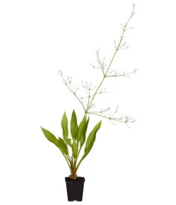 Gemeiner Froschlöffel 9 Gemeiner Froschlöffel -Haus Pflanzen Welt 8310245 WE FS 001 AlismaPlantagoAquaticaDehnerExpressZS