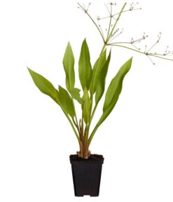 Gemeiner Froschlöffel 10 Gemeiner Froschlöffel -Haus Pflanzen Welt 8310245 WE FS 002 AlismaPlantagoAquaticaDehnerExpressZS