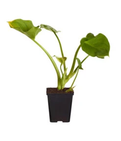 Sumpfcalla -Haus Pflanzen Welt 8310641 WE FS 001 SumpfkallaCallaPalustrisT9DehnerExpressZS