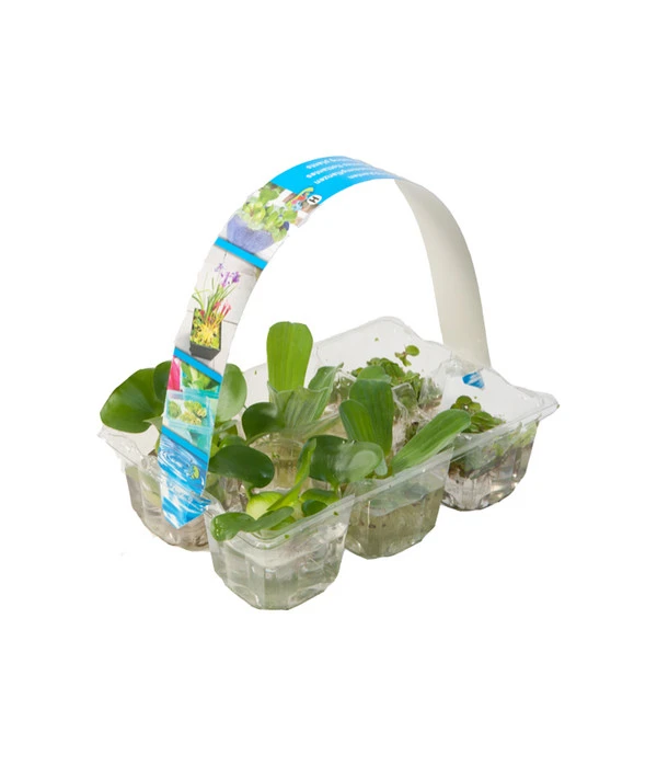 Dehner Schwimmpflanzen-Mix, 6er Pack 3 Dehner Schwimmpflanzen-Mix, 6er Pack