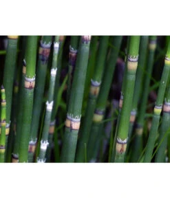 Japanischer Schachtelhalm 11 Japanischer Schachtelhalm -Haus Pflanzen Welt 8311326 WE DE 001 SchachtelhalmPixabay